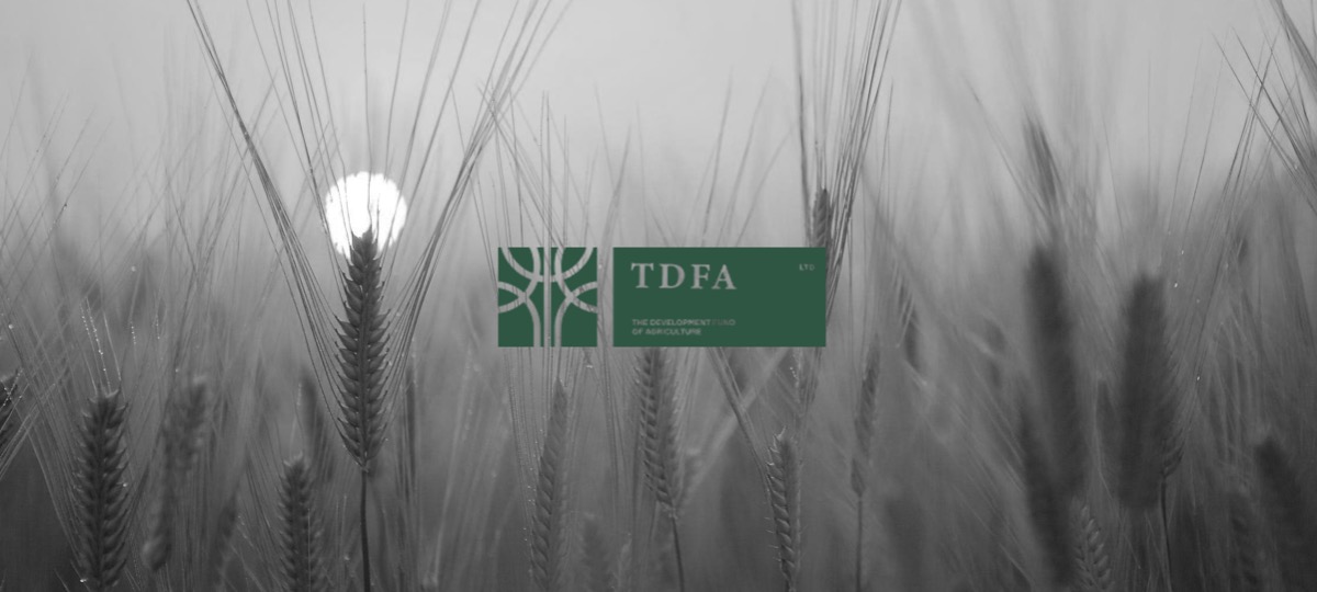 Корпоративный сайт для TDFA