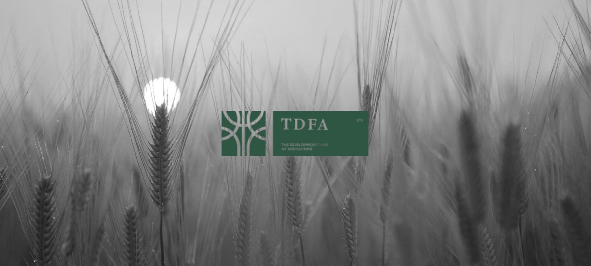 Корпоративный сайт для TDFA — 1